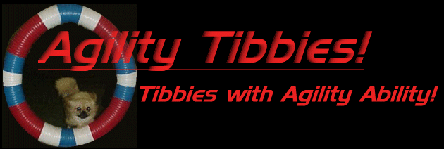 Agility Tibbies!